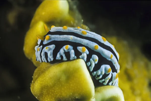 Eine Warzenschnecke Phyllida Varicosa Auf Einem Schwamm Madagaskar — Stockfoto