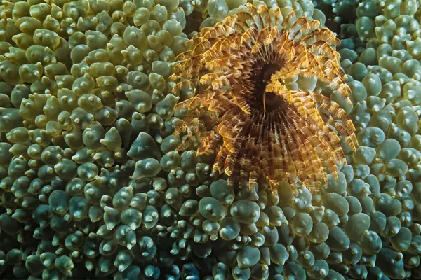 Tubeworm Bubble Coral Madagascar — Stock Photo, Image