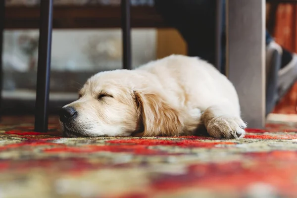 Low Angle View Golden Retriever Labrador Puppy Dog Sleeping — Stock Photo, Image