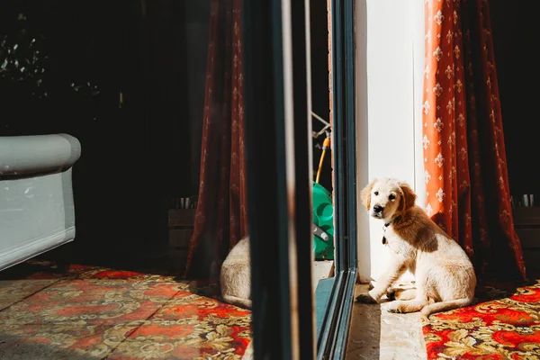 可爱的金毛猎犬坐在滑动门前 — 图库照片