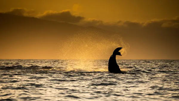 Humpback Whale Tail Water Spray Sunset Maui Hawaii Usa — Stock fotografie
