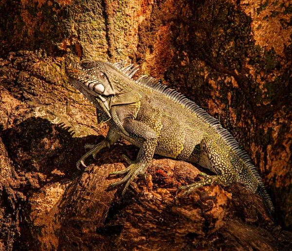 Iguany Wędrują Swobodnie Yopal Regionie Casanare Kolumbii — Zdjęcie stockowe