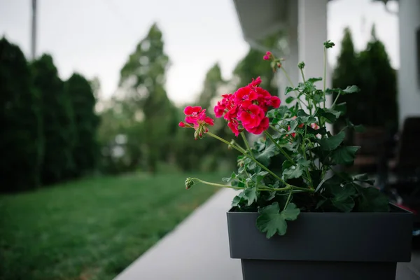 Beautiful Flowers Garden Background Close — Stock Photo, Image