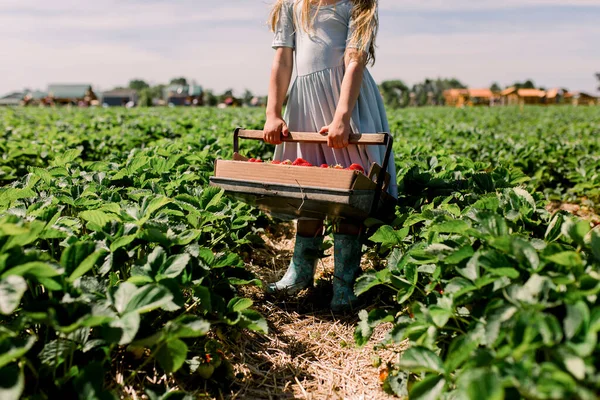 Little Girl Picking Strawberry Farm Field — Stock Photo, Image