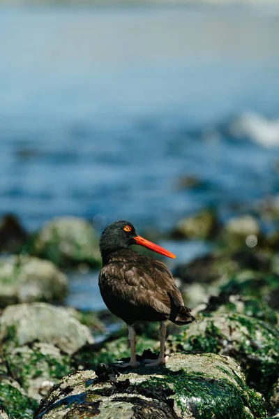 Łapacz Ostryg Ptak Przybrzeżny Hematopus Bachmanihaematopus Bachmani — Zdjęcie stockowe