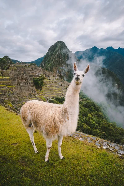 Young Llama Standing Mountain Pasture — Stock Photo, Image