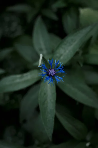 Cornflower Jardim Botão Fechado Primavera Tempo Nublado — Fotografia de Stock