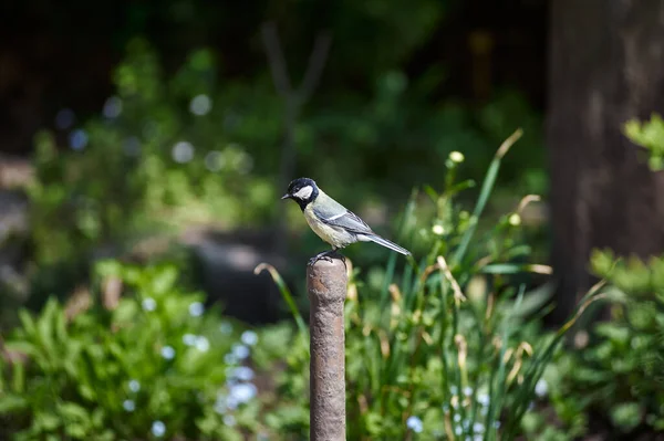 Meisenvogel Sitzt Zwischen Ästen Frühling — Stockfoto