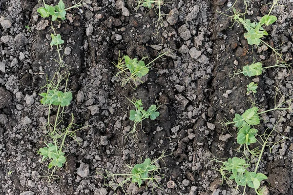 Rows Ecologically Clean Shoots Young Peas — Stock Photo, Image