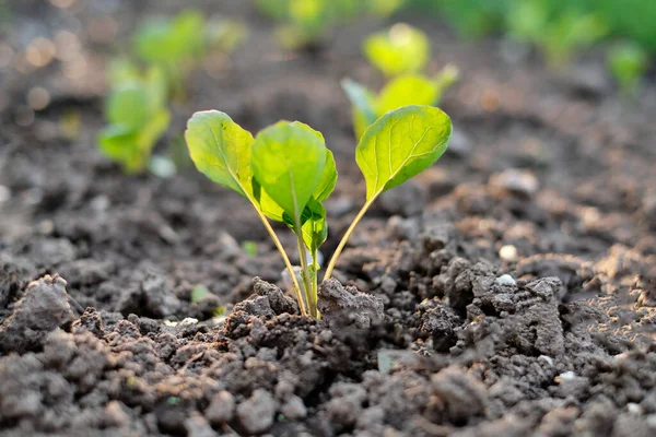 Organiczna Młoda Kapusta Pod Słońcem — Zdjęcie stockowe