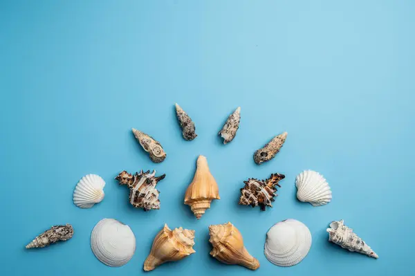 Ocean Inspired Flat Lay Composed Sea Shells Star Fish — Stock Photo, Image