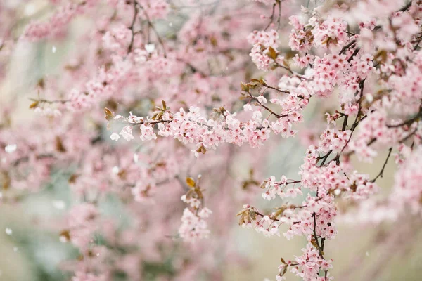 Schöne Rosa Blumen Garten — Stockfoto