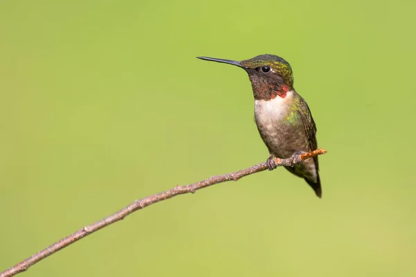 Ruby Throated Hummingbird Perched — Stock Photo, Image