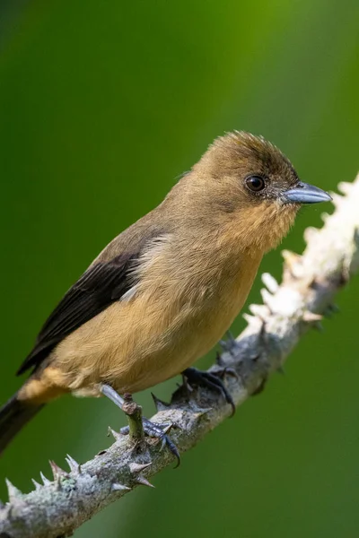 Indah Burung Hutan Hujan Coklat Pada Cabang Pohon Serrinha Ekologi — Stok Foto