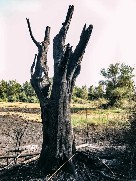 Las Raíces Los Árboles Final Del Sol Poniente — Foto de Stock