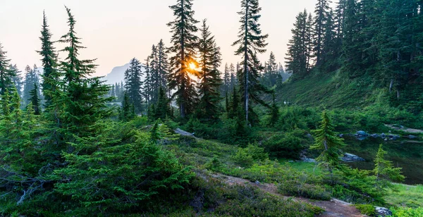 Красивый Лес Небольшой Рекой Много Зеленых Деревьев — стоковое фото