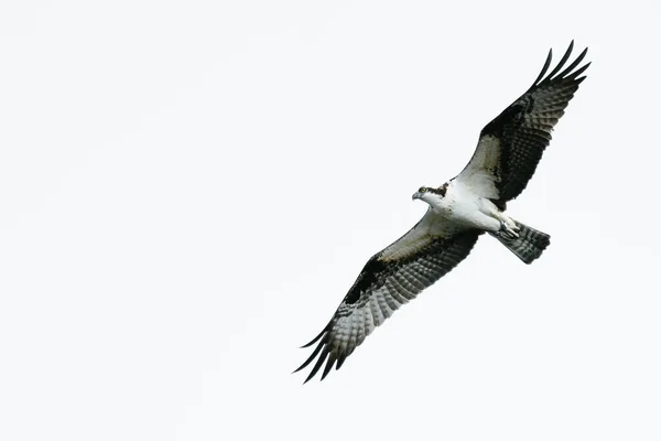Orel Pták Jestřáb Létání Nebe Pozadí — Stock fotografie