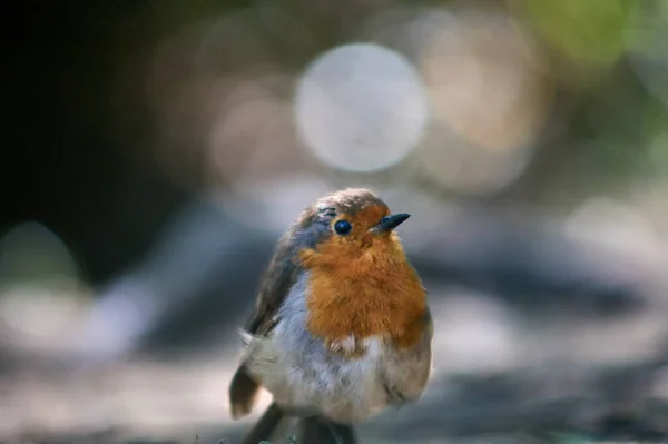 Mały Robin Naturze Fauna — Zdjęcie stockowe