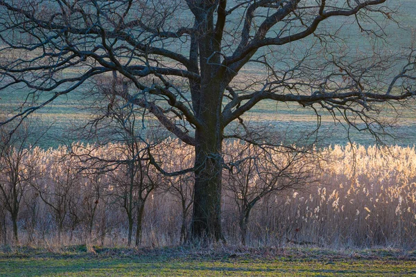 Drzewo Polach Regionu Turiec Północnej Słowacji — Zdjęcie stockowe