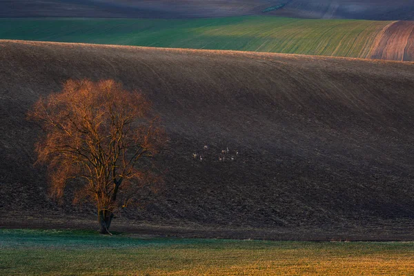 Drzewo Polach Regionu Turiec Północnej Słowacji — Zdjęcie stockowe