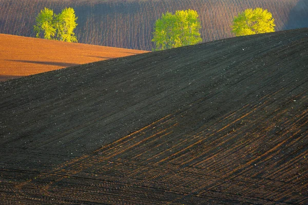 Trees Fields Turiec Region Northern Slovakia — Stock Photo, Image