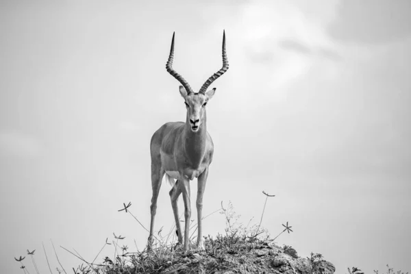 One Beautiful Antelope Big Horns Standing Hill — Stock Photo, Image