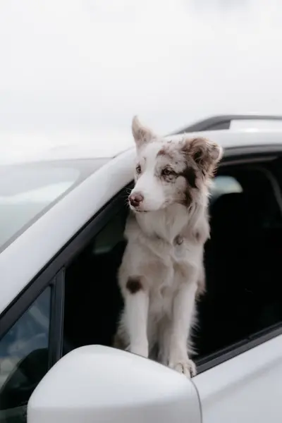 Vörös Merel Határ Collie Kiskutya Portré — Stock Fotó