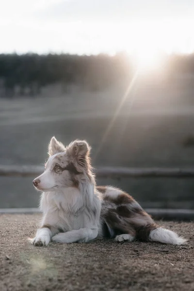 Red Merel Border Collie Puppy Portrait — Stock Photo, Image