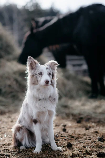 Red Merel Border Collie Puppy Portret — Stockfoto