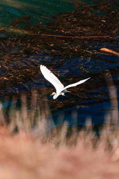 Seagull Flying Ocean Sunset — Stock Photo, Image