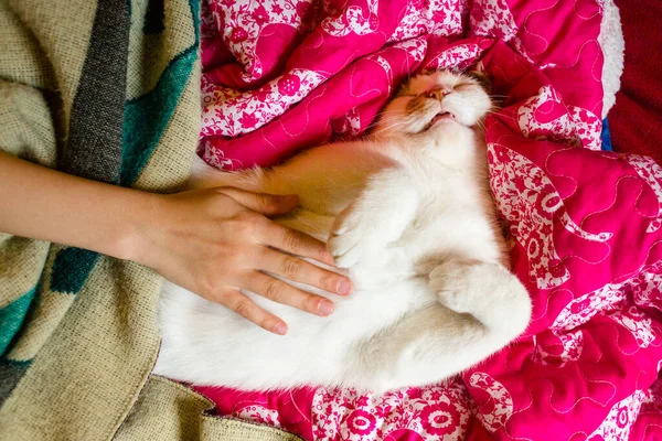 Uma Menina Com Gato Casa Fundo Close — Fotografia de Stock