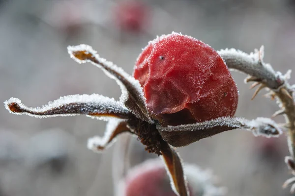 Gefrorene Rote Blume Auf Natur Hintergrund — Stockfoto