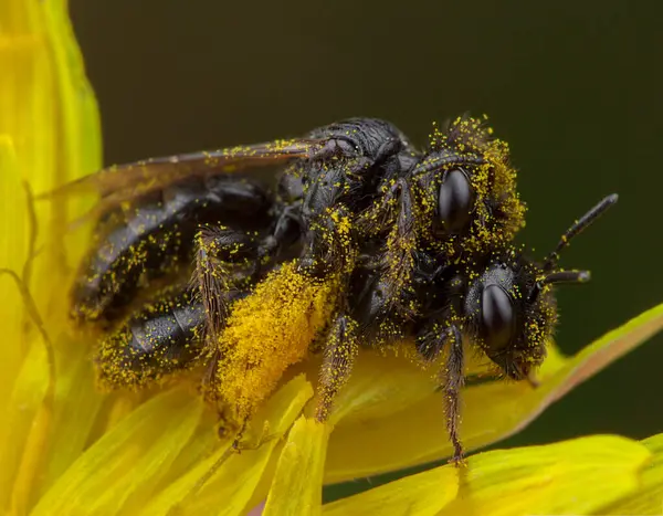 Deux Petites Abeilles Mellifères Faisant Amour Dans Beaucoup Pollen — Photo