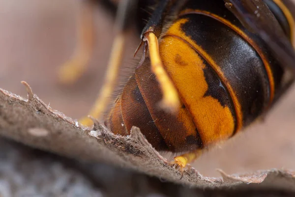 Vera Vespa Asiatica Chiamata Anche Vespa Velutina Macro Fotografia — Foto Stock