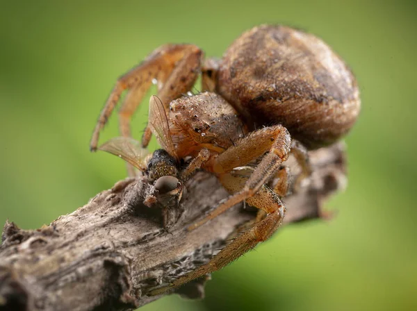 Pemburu Laba Laba Xysticus Makan Lebah Madu Kecil Yang Tertangkap — Stok Foto
