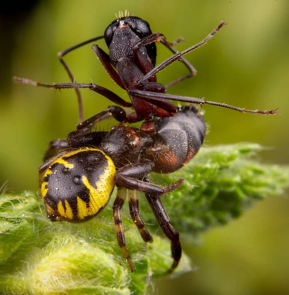 背景上树枝上的黑色甲虫 — 图库照片