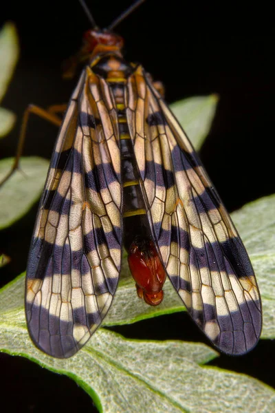 Escorpião Macho Voar Panorpa Meridionalis Mecoptera Posando Folha Verde — Fotografia de Stock