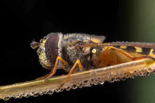 Closeup Του Bug Άγρια Φύση Στο Παρασκήνιο — Φωτογραφία Αρχείου