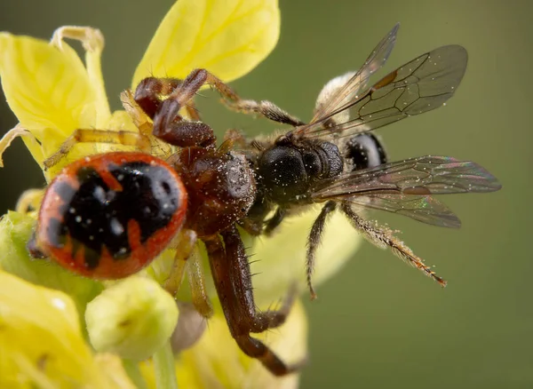 Close Van Insecten Een Bloem Achtergrond — Stockfoto