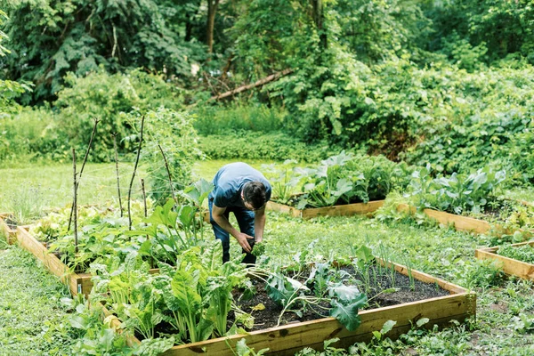 Fotografie Muže Pracujícího Zeleninové Zahradě — Stock fotografie