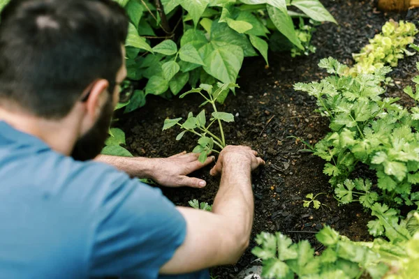 Homem Que Trabalha Horta — Fotografia de Stock