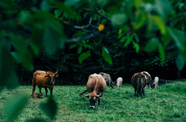 Manada Vacas Pasto Animais Exploração — Fotografia de Stock