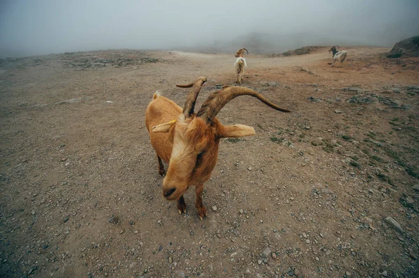 Kecske Hegyekben Állat Természetben — Stock Fotó