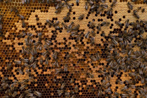 Een Close Van Een Bijenkorf Een Honingraat — Stockfoto