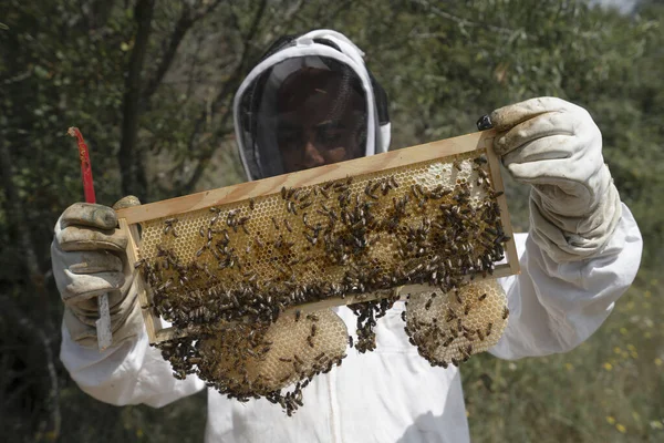 木製フレームを保持しながら手袋を着用養蜂家 — ストック写真