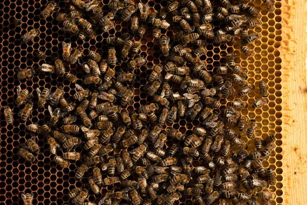 Sluiten Zwerm Honingbij Gouden Kam Bijenkorf — Stockfoto