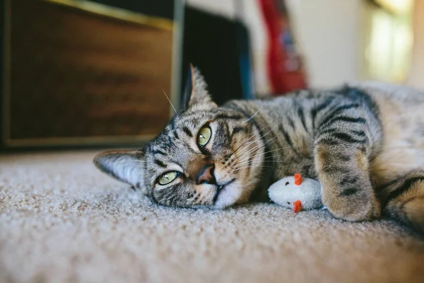 Cute Little Cat Sleeping Home Closeup — Stock Photo, Image