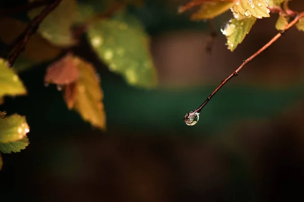 Wassertropfen Hängen Einem Zweig Der Einem Strauch Einem Garten Befestigt — Stockfoto