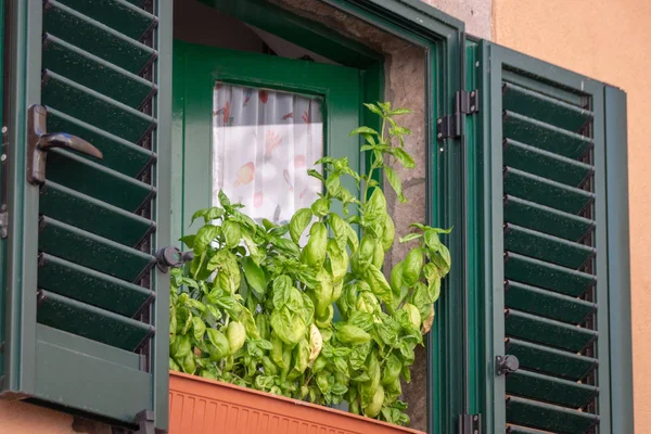 Basil Plant Pot Standing Window — Stock Photo, Image