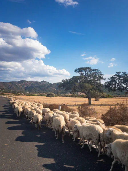 一群羊沿着意大利撒丁岛的一条路奔跑 — 图库照片